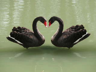 two black swans forming a heart