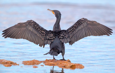 Cormorano