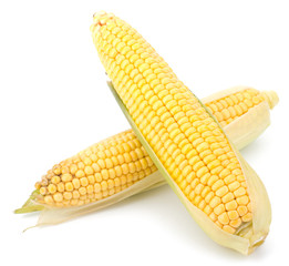 Fresh raw corn cobs isolated on the white background