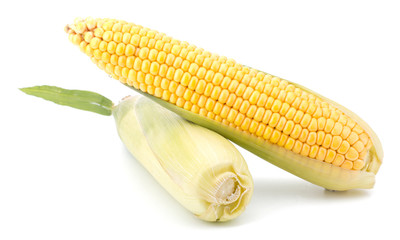 Fresh raw corn cobs isolated on the white background
