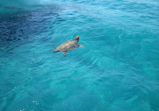 Caretta-Caretta Sea turtle on Zante island, Laganas, Greece