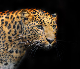 Naklejka na ściany i meble Portrait of leopard in its natural habitat