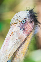 Head Shot of Lesser Adjutant