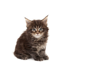 Cute Maine Coon kitten
