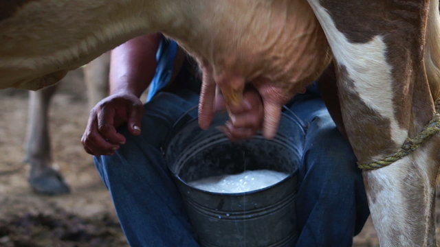 A farmer milking a cow by hand early in the morning