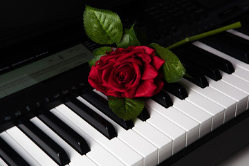 Piano keys and rose flower