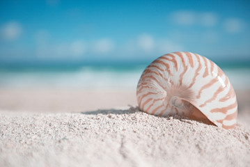 nautilus shell  with ocean , beach and seascape, shallow dof