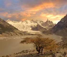 Peel and stick wall murals Cerro Torre Small tree by laguna Torre.