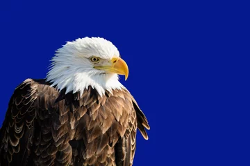 Foto op Plexiglas American Bald Eagle © Michael Shake