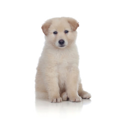 Nice dog with soft white hair sitting