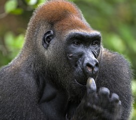 Fototapeta premium Western Lowland Gorilla.