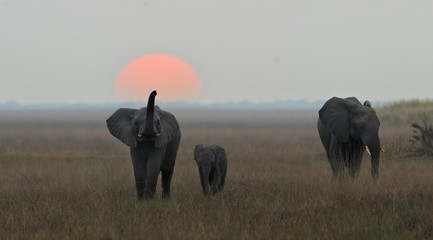 The family of elephants