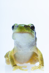 tree_frog001