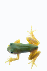 tree_frog008
