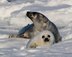 Harp seals