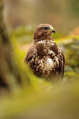 Common Buzzard in green nature