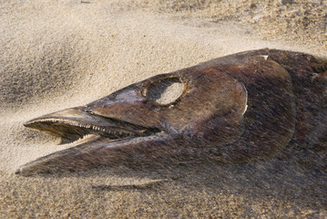 Fish Head