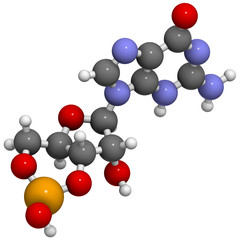 Cyclic guanosine monophosphate (cGMP) molecule.