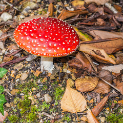 There Be Fairies Here