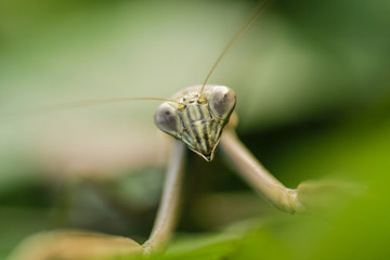 カマキリ 東京