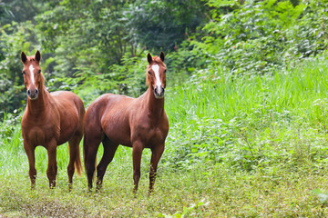 Two Horses in Belize