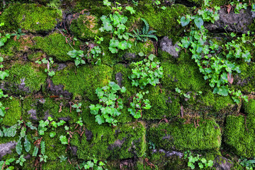 Overgrown with moss fortress  wall
