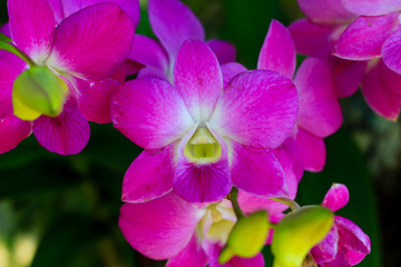 orchid in the garden