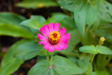 Obraz premium Beautiful pink zinnia