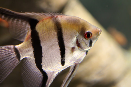 Tropical fish