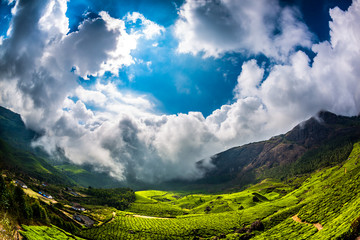 Tea plantations in India