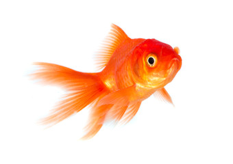 Goldfish