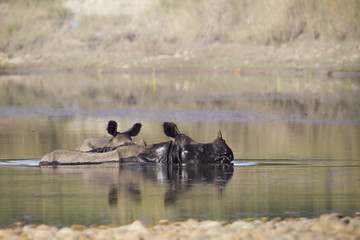 Two greater one-horned rhinoceros taking bath in Nepal