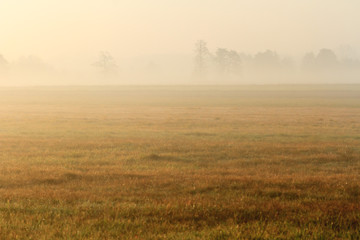 agricultural field