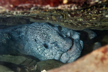 Wolf eel male