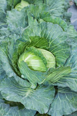 Cabbage in a vegetable garden, ready for harvest.