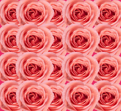 Background image of pink roses