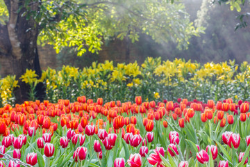 Colorful tulips flower