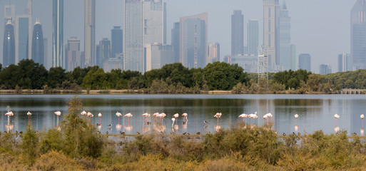 Pink flamingos in the background of a megacity