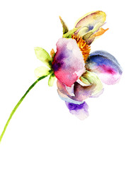 Original flower illustration