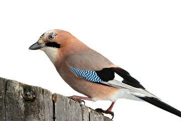 european jay isolated on white