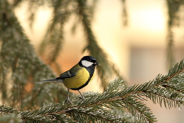 great tit on spruce branch