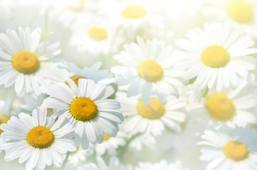 Beautiful background of large daisies.