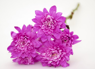 Fototapeta premium Pink chrysanthemum