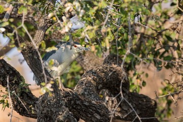 Nycticorax nycticorax