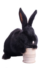 racy dwarf black bunny