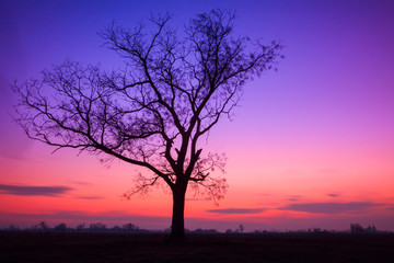 Fototapeta na wymiar Lonely tree at sunset