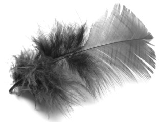 plume en noir et blanc