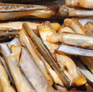 NAVAJAS, MOLUSCOS