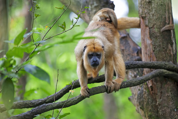 Naklejka premium Mantled Howler Monkey