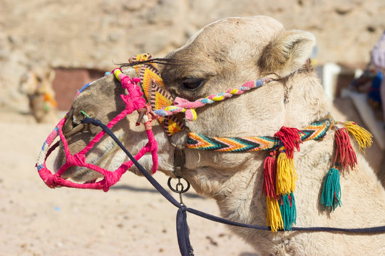 Kamel, Camel